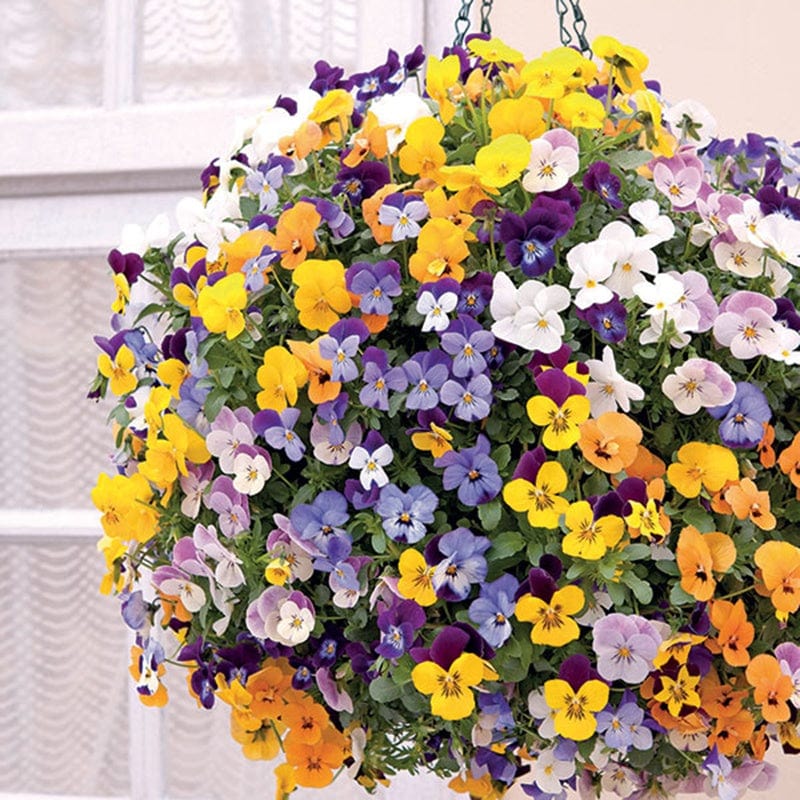 dt-brown FLOWER PLANTS Viola Teardrops Mixed F1 Flower Plants