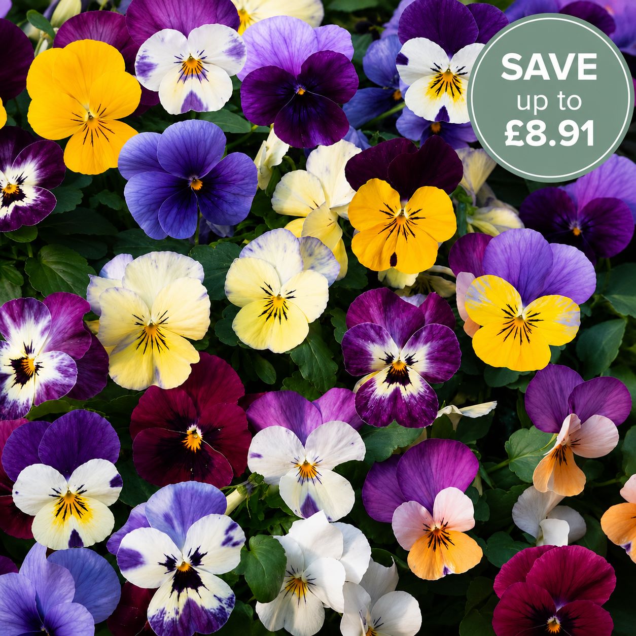 Viola Teardrops Mix Garden Ready Bedding Plants