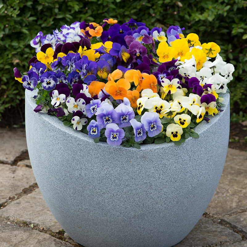Viola Sorbet Mixed F1 Flower Plants