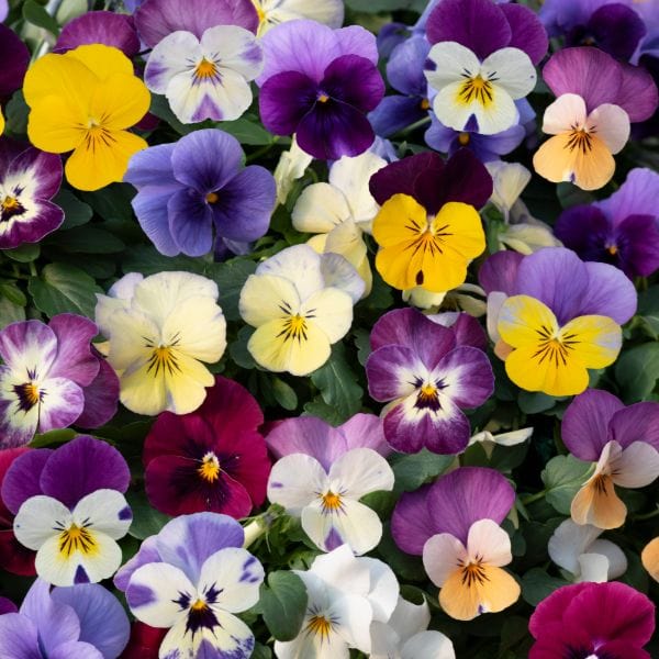 dt-brown Viola Teardrops Mix Garden Ready Bedding Plants