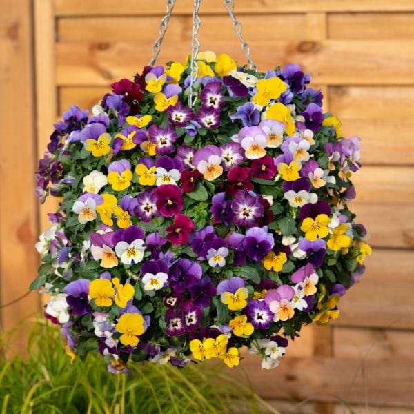 dt-brown Viola Teardrops Mix Garden Ready Bedding Plants