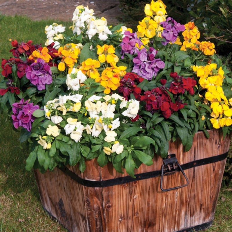 dt-brown FLOWER PLANTS 30 Garden Ready Plants Wallflower Sugar Rush Mixed F1 Flower Plants