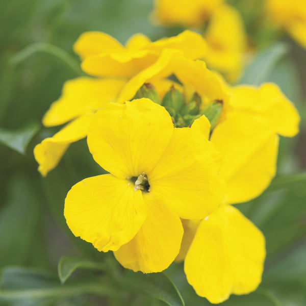Wallflower Cloth of Gold Flower Plants