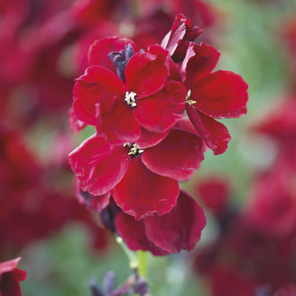 Wallflower Purple Shades Flower Plants