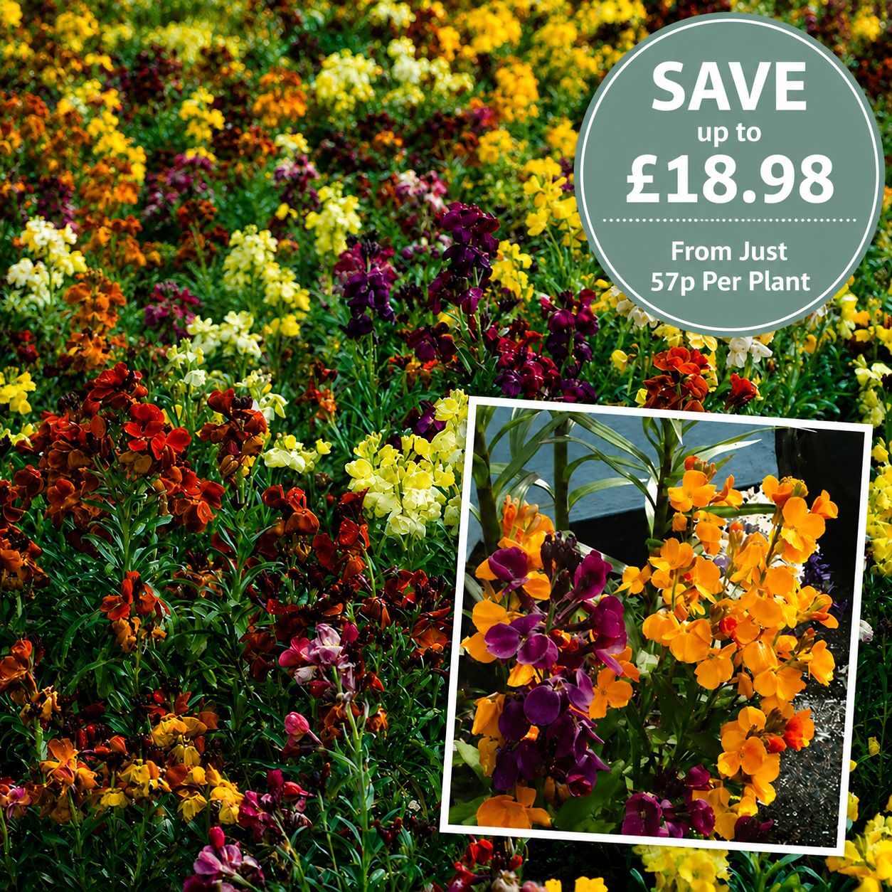 Wallflower Persian Carpet Flower Plants