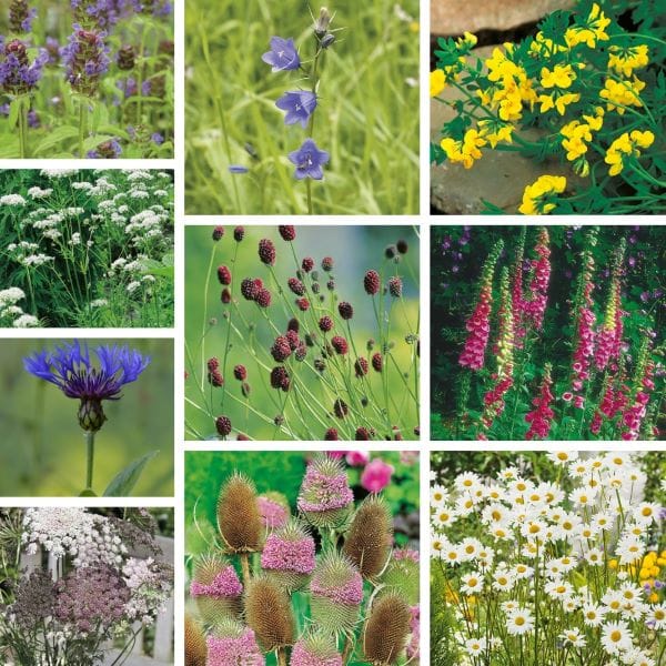 DT Brown FLOWER PLANTS Wildflower Ultimate Collection