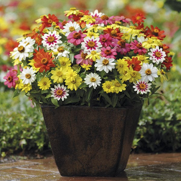 DT Brown FLOWER PLANTS Zinnia Zahara Raspberry Lemonade Plug Plants
