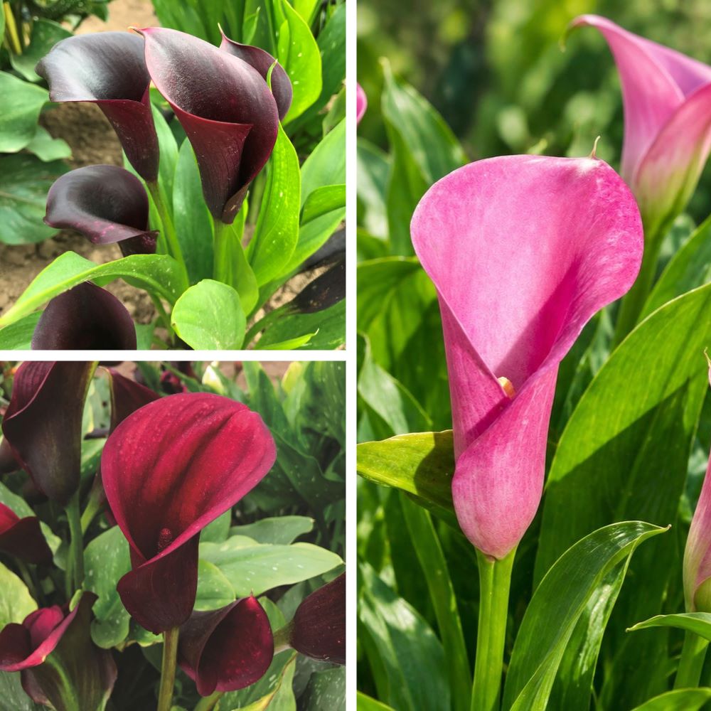 Zantedeschia Flower Bulbs Collection