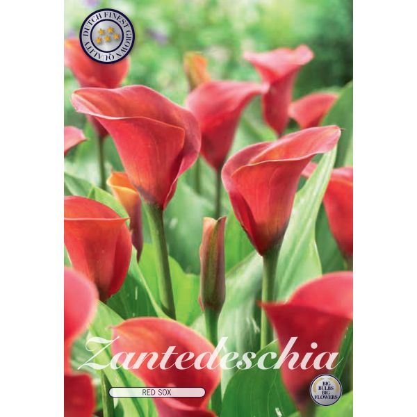 Zantedeschia Flower Bulbs Collection