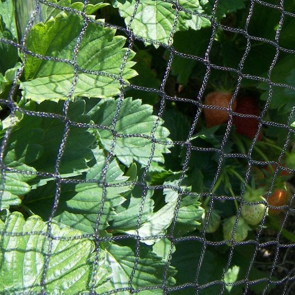 dt-brown Bird Plant Protection Netting