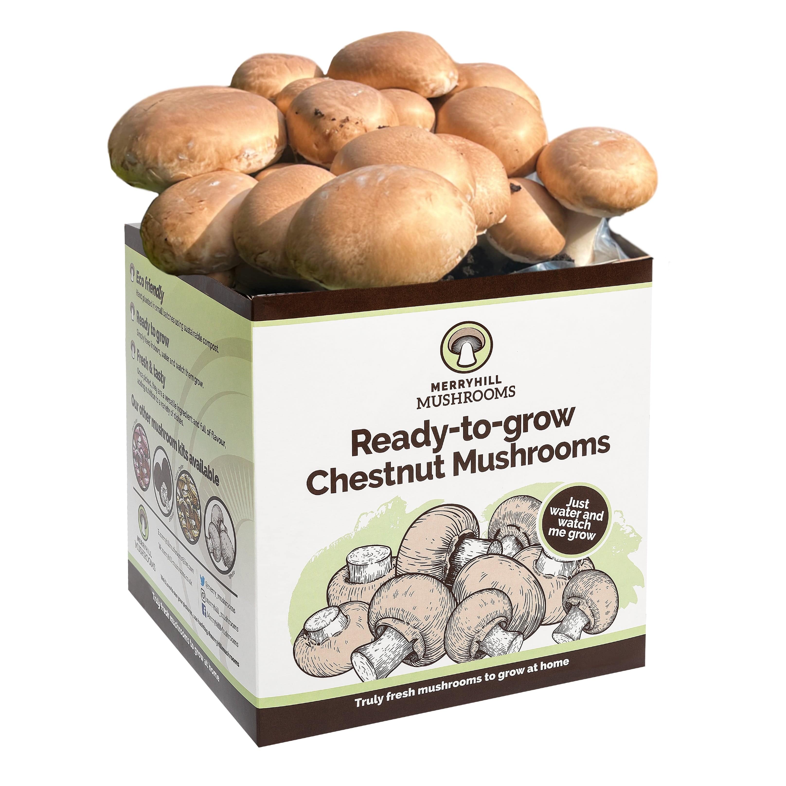 dt-brown HARDWARE Chestnut Mushrooms Home Grow Kit