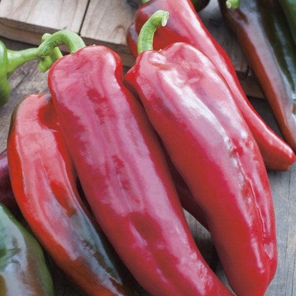 dt-brown VEGETABLE SEEDS Pepper (Sweet) Corno di Toro Seeds