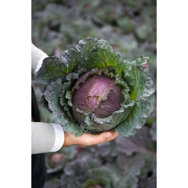 Cabbage Deadon F1 Seeds