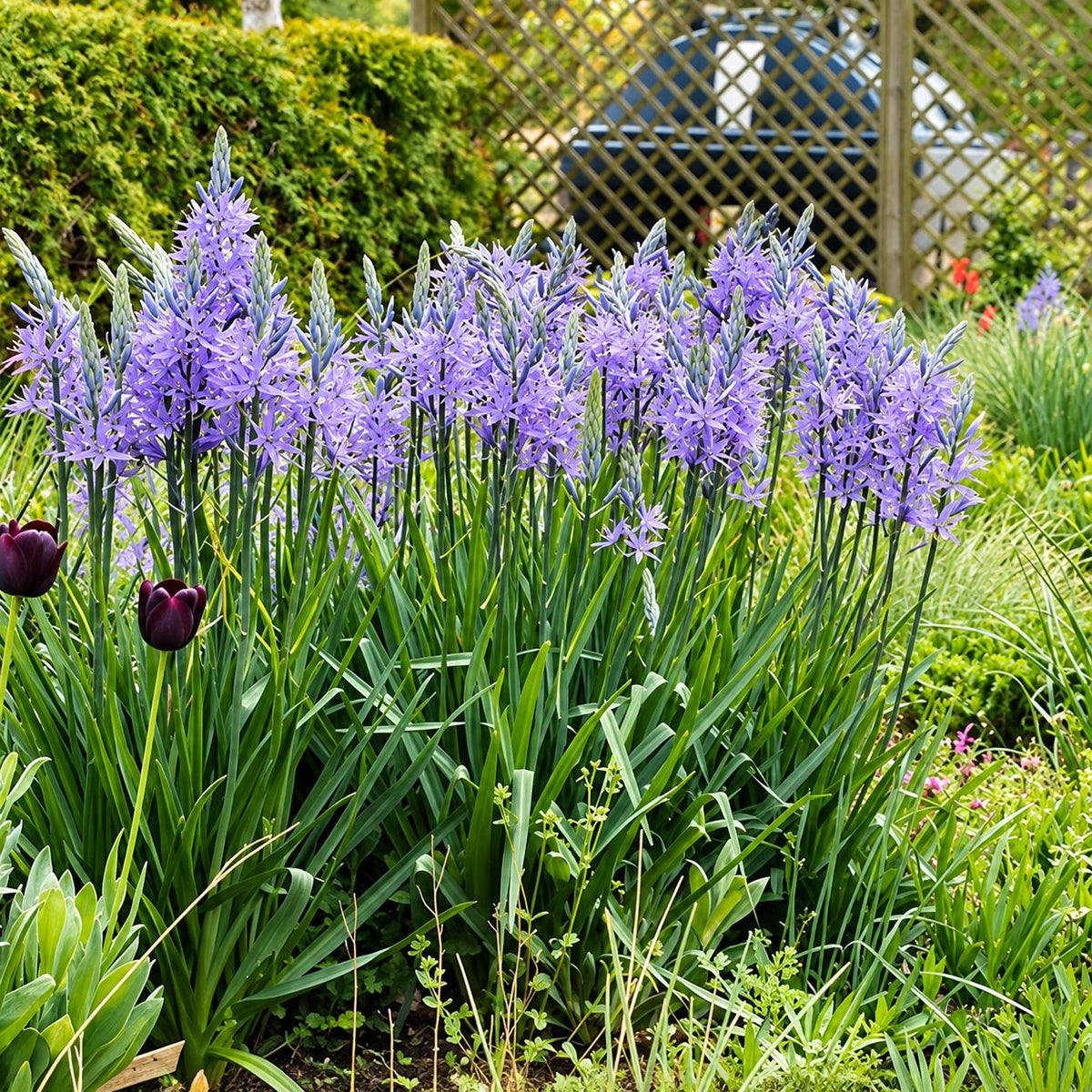 Complete Guide to Summer Bulbs
