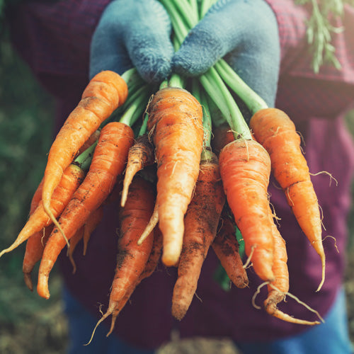 Customer Top Tips For Growing Carrots