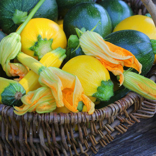 Customer Top Tips For Growing Courgettes & Marrows