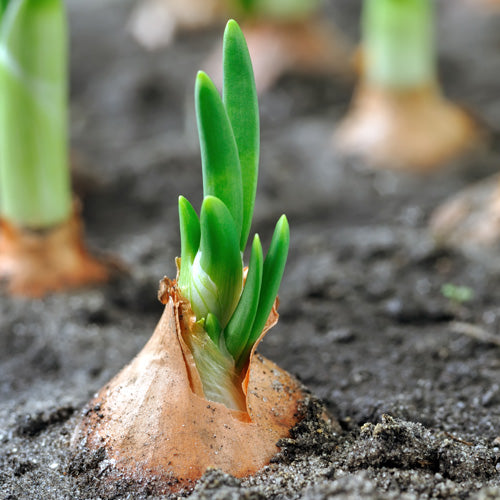 Customer Top Tips For Growing Onions