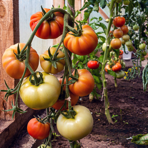 Customer Top Tips For Growing Tomatoes