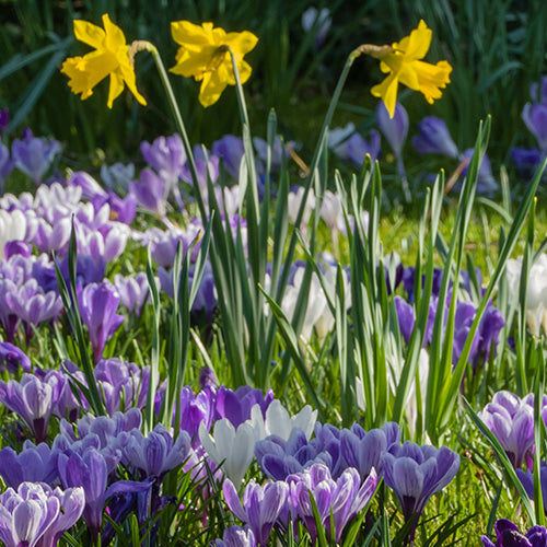 Care & Cultivation Of Autumn Planting (Spring Flowering) Bulbs
