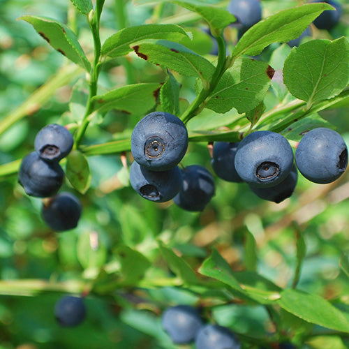 Care & Cultivation Of Blueberries, Cranberries & Lingonberries