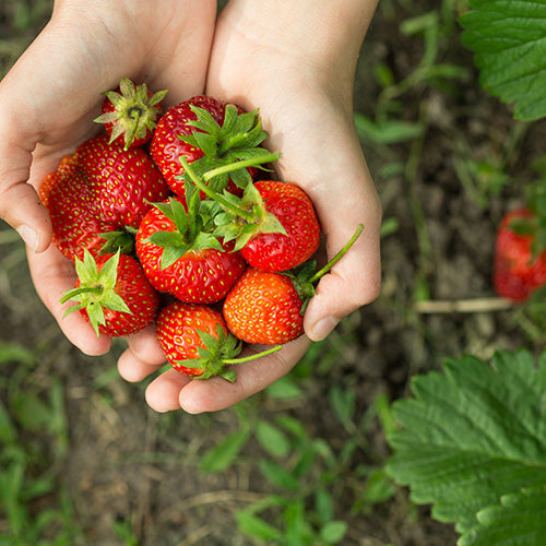 Care & Cultivation Of Strawberries & Framberry
