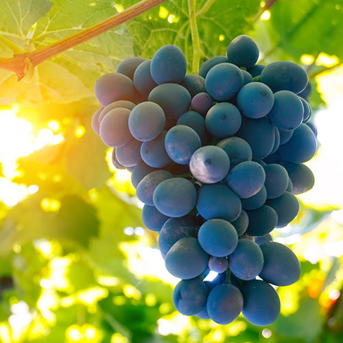 Care & Cultivation Of Grapes