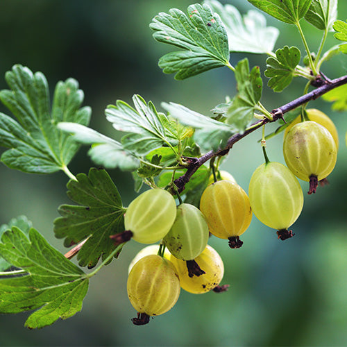 Care & Cultivation Of Currants, Gooseberries, Jostaberries etc