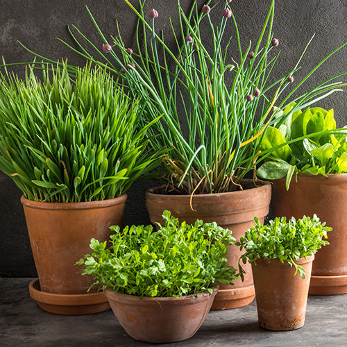 Customers Top Tips For A Successful Herb Garden