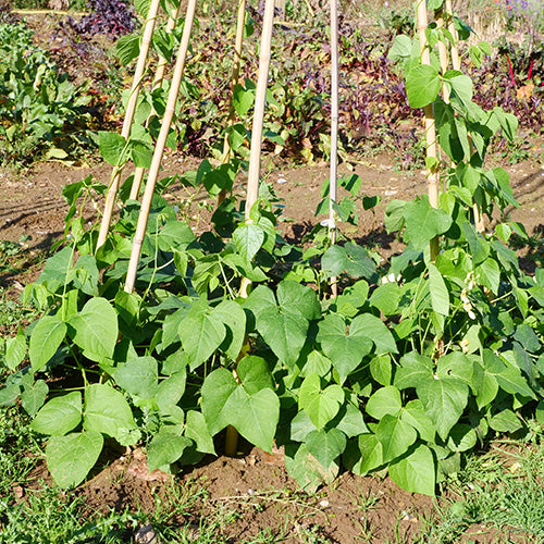 Customer Top Tips For Growing Peas & Beans