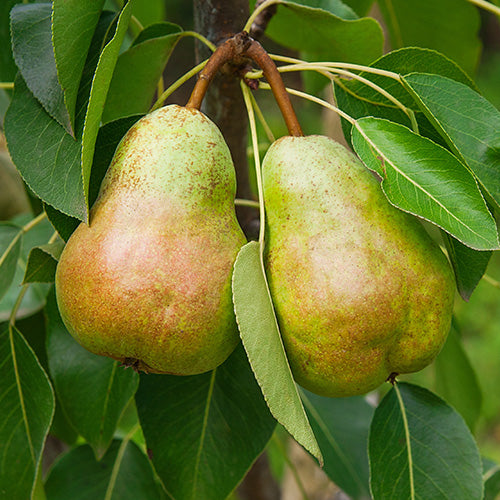 Flowering & Fruiting