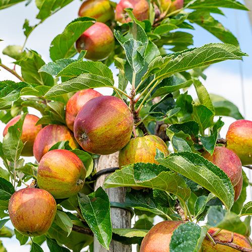 Fruit Tree Guide