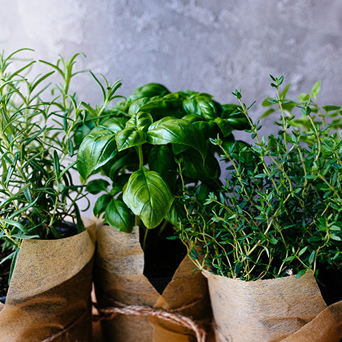 Growing & Preserving Herbs