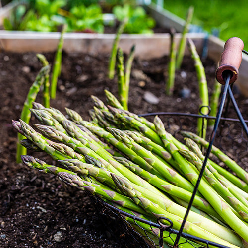 How To Grow Asparagus Crowns