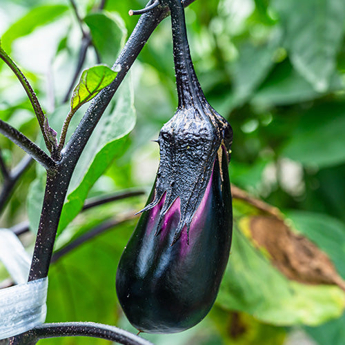 How To Grow Aubergines From Seed
