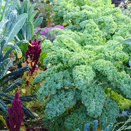 How To Grow Brassicas From Seed