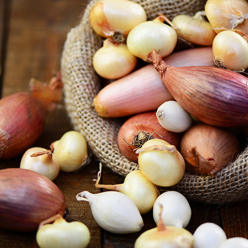 How To Grow Onion, Shallot & Garlic Sets