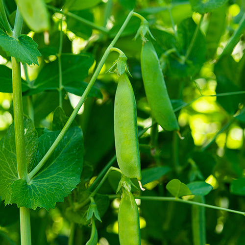 How To Grow Peas From Seed