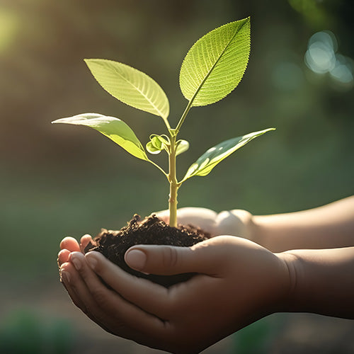 Pricking Out Your Seedlings