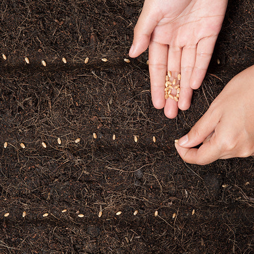 Sowing Example The Best Methods for Sowing Seeds | D.T. Brown