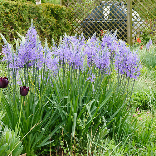 Care & Cultivation Of Spring Planting (Summer Flowering) Bulbs