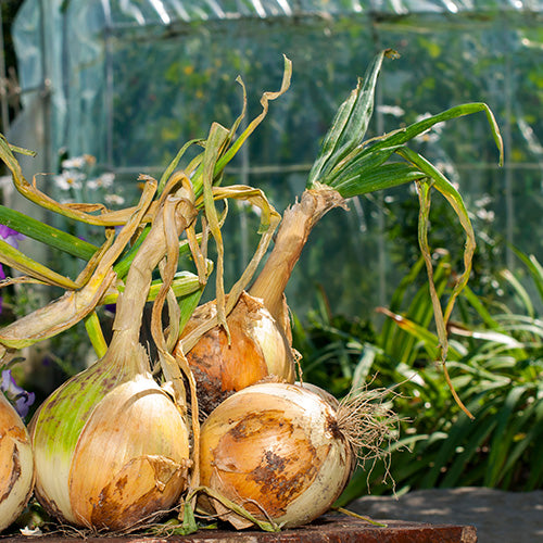 The National Vegetable Society – Exhibiting Onions