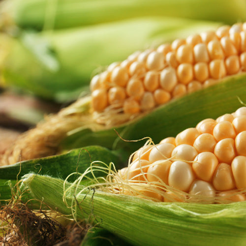 Growing Sweetcorn