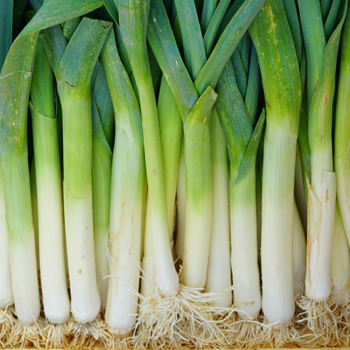 How To Grow Leek From Seed