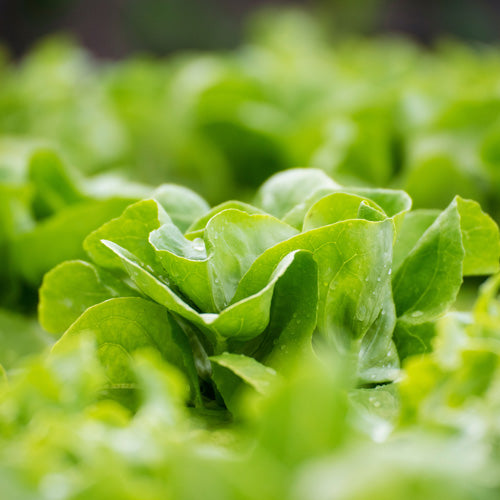 How To Grow Lettuce From Seed