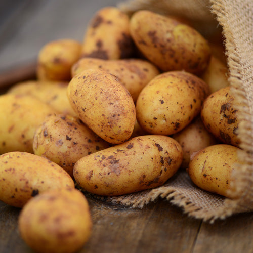 How To Grow Potatoes From Seed Potatoes