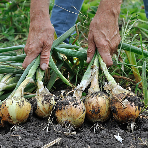 A gardener holds some freshly harvested white onions.