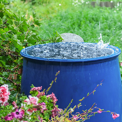 A blue open-topped barrel positioned within a garden to collect ambient rainfall