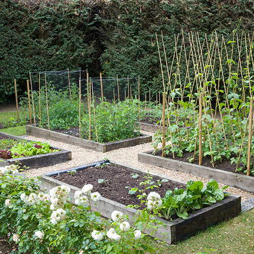An allotment plot consisting of rectangular raised beds and gravel paths.
