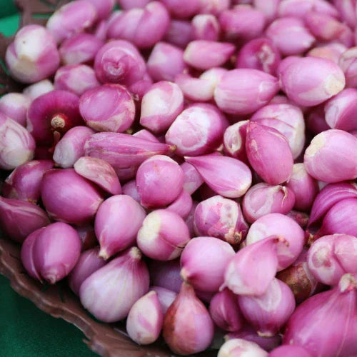 How to Grow Onions & Shallots from Seed