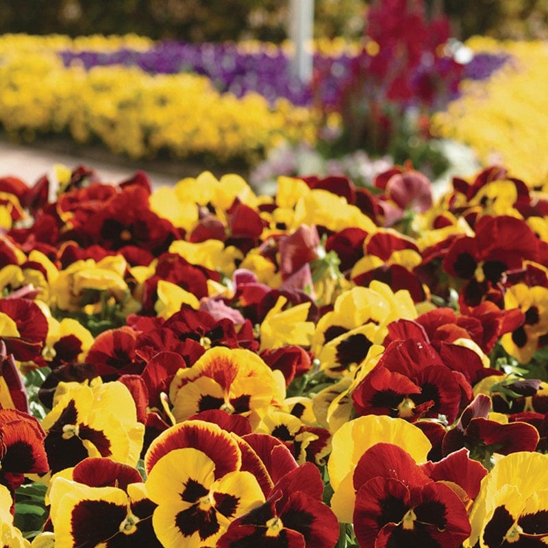 The Best Bedding Plants for Autumn
